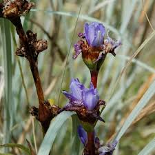 Image result for Triumfetta angolensis