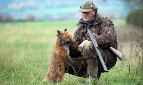 The activity of hunting foxes for entertainment in which people on horses follow dogs which…. Fresh Calls For Fox Hunting Watchdogs To Monitor Blood Sport Nature News Express Co Uk