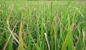 Hama ini dapat diatasi dengan penyakit pada ruas batang dan butir padi disebabkan oleh jamur pyricularia oryzea. Cara Pengendalian Hama Putih Palsu Pada Tanaman Padi Paling Efektif Faunadanflora Com