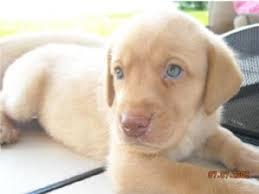 5 males and 3 females. Labrador Retriever Puppies In Florida