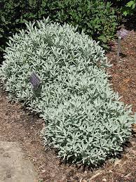 This is very invasive as you can see here. Silver King Artemesia Artemisia Ludoviciana Silver King In Des Plaines Mount Prospect Elk Grove Glenview Nile Illinois Il At Lurvey Garden Center