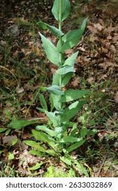 Image result for Turritis glabra