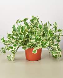 House Plant Shop Pothos N Joy Live Plant 6 In 2021 Easy Care Plants Easy Plants To Grow Plants