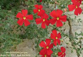 Image result for Jamesbrittenia