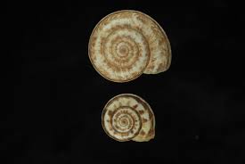 Image result for Xerophyta kirkii