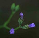 Image result for Gutenbergia polycephala