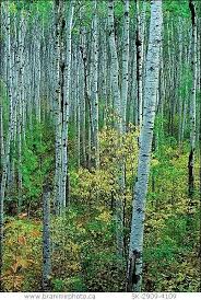 Birch Trees In Florida My Most Favorite Tree I Wish They Grew In Florida Perjalanan