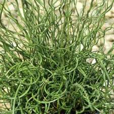 Image result for Juncus exsertus