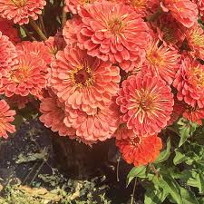 Wholesale flowers, plants and decorative articles. Flower Farming Passiflora Farm Specializes In Flowers From Seed To Centerpiece Powell Tribune