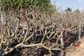 Over the past two weeks, the leaves have started to turn pale yellow to brown, with some curling. A Guide To Grow Plumeria From Cuttings Plumeria Today