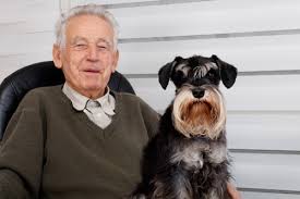 Prednisone can be used for adjunctive therapy at 0.11 mg/lb every 12 hours for 10 days, then once daily for 10 days, then once every other day for a further 10 days. Canine Lymphoma Prednisone Canine Lymphoma