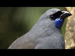 Sound Of Birds Chirping In The Morning Mp3 Free Download The World S Most Beautiful Bird Songs Part One Youtube