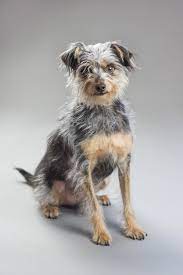 Photo Of Panchito The Mixed Breed Rescue Dog This Is Panchito A Mixed Breed Dog With A Dark Gray And Brown Coat With Whisps Of L Rescue Dogs Dogs Mixed Breed