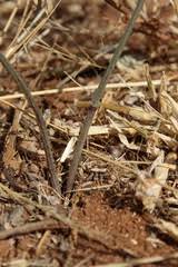 Image result for Trochomeria macrocarpa