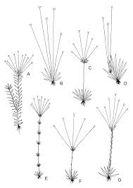 Image result for Syngonanthus welwitschii