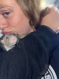 I was wondering if anyone could help me figure out what kind of rats i have  here, i think ONE could be a rex? They both have curly fur but ones whiskers