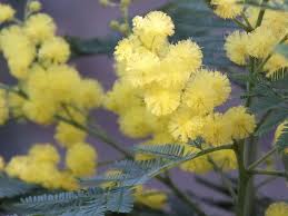 Image result for Acacia dealbata