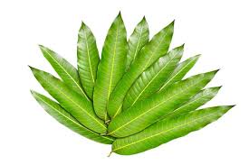 The Sacred Significance of Mango Leaves in Puja Ceremonies