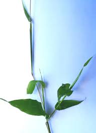 Image result for Arthraxon hispidus