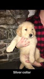 You also have to consider how your puppy will fit into your family. Litter Of 4 Golden Retriever Puppies For Sale In Bristol Vt Adn 67743 On Puppyfinder Com Gender Male Age 6 Week Golden Retriever Retriever Puppy Retriever