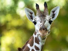 Photos, address, and phone number, opening hours, photos, and user reviews on yandex.maps. Zoo Frankfurt