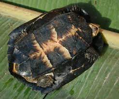 Memasukkan badan ke dalam cengkerang. Berkas Sieben Crass 100118 0384 Stgd Jpg Wikipedia Bahasa Indonesia Ensiklopedia Bebas