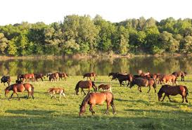 Achso und ich habe für unser kommendes video tolle clips vom. Online Handbuch Beweidung Mit Pferden