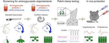 Check spelling or type a new query. Jci Insight Identification Of A Series Of Hair Cell Met Channel Blockers That Protect Against Aminoglycoside Induced Ototoxicity
