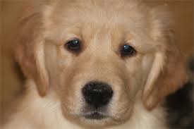 We strive to improve the breed. Golden Retriever Breeders In Ma Petswall