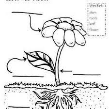 Coloring Pages Of Growing Plants Saferbrowser Yahoo Image Search Results Parts Of A Flower Science Classroom Plant Science