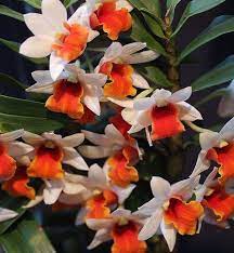 Pin On Orchids Orchids Orchids