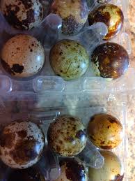 12 TOTAL Rare Pearl Quail Hatching Eggs Coturnix Hatch over winter! –  National Botanical Garden