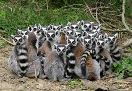 75 Lemurs ideas