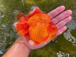 How big can a goldfish get in a pond? How Big Can A Goldfish Get An Informative Guide For Owners