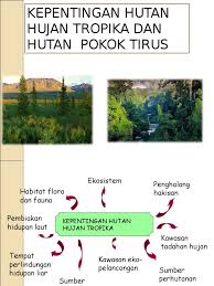 Hutan tropika termasuklah hutan hujan malar hijau di garis lintang khatulistiwa dan hutan monsun tropika. Kepentingan Hutan Hujan Tropika Dan Hutan Pokok Tirus
