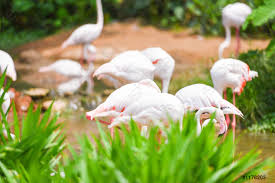 By continuing to browse our site, you agree to our cookie policy. Flamingo Vogel Rosa Schon Am See Fluss Natur Tropische Foto Vorratig Crushpixel