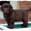 Lab puppies chicago illinois and st. 1