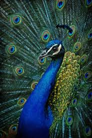 Pin On Birds