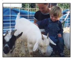 Maybe you would like to learn more about one of these? Noah S Ark Traveling Petting Zoo And Pony Rides Denver Co The Bash