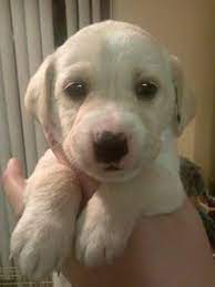We did not find results for: Husky Lab Puppies For Sale In Vancouver Washington Classified Americanlisted Com