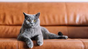 Four cat breeds come only in a blue hue, while six other types of cats have the possibility of a blue coat. 7 Grey Cat Breeds That Look Completely Mesmerising Purina