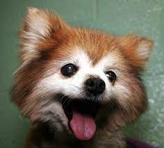 i want red panda cok sirin hayvanlar sevimli kopekler komik hayvanlar