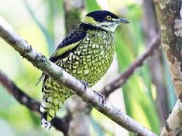 Image result for Ampelocissus multistriata