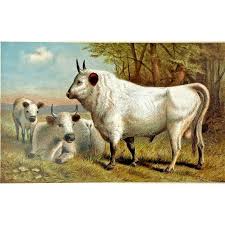 Image result for chillingham cattle
