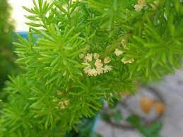 Department of agriculture hardiness zones 10 and 11 but only grow as potted plants wintered indoors in. Growing Foxtail Ferns How To Take Care Of A Foxtail Fern Plants