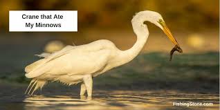Cool Fishing Birds Images And Videos Fish Cool Fish Fishing Videos