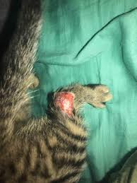 Grab your chosen rinsing solution and place it in a bowl. So My New Cat Has This Very Big Open Wound That I Ve Been Putting Petroleum Jelly On A Long With Gauze And Wrap It Does Seem To Be Petcoach