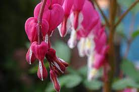 Plant with little pink heart shaped flowers. How To Grow Bleeding Hearts Gardener S Path