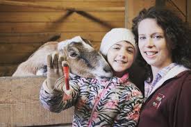 It can be hard to tell heat sometimes. How Can You Tell If A Goat Is Pregnant The Best Way Homesteady