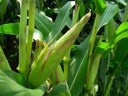 Maybe you would like to learn more about one of these? Tips For Planting Sweet Corn And Growing Sweet Corn In Your Garden